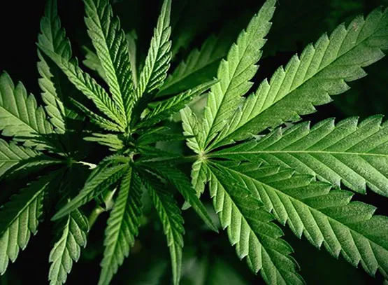 Cannabis